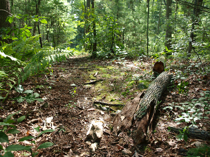 forest GIF ANIMATED photo: Forest Heartbeat ForestGIF2.gif