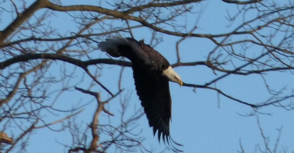 Bald Eagle in Flight