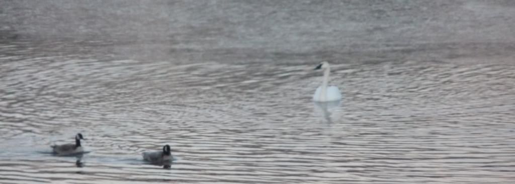 Swan and Geese