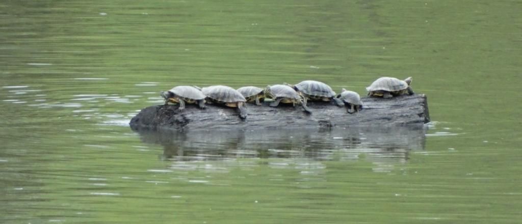 Turtles in transit
