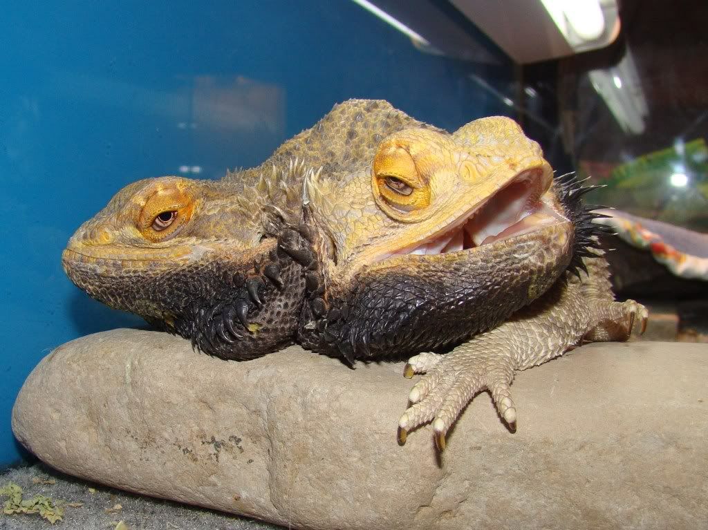 Zak-n-Wheezie the 2-Headed Bearded Dragon(s) RIP APR 4/16 • Bearded
