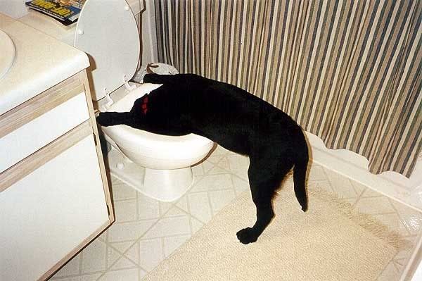 Dog - Barf In Toilet Pictures, Images and Photos