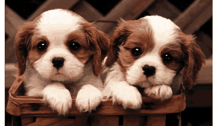 Dog - Puppies Blinking photo AnimatedGIF-DogPuppiesBlinking.gif