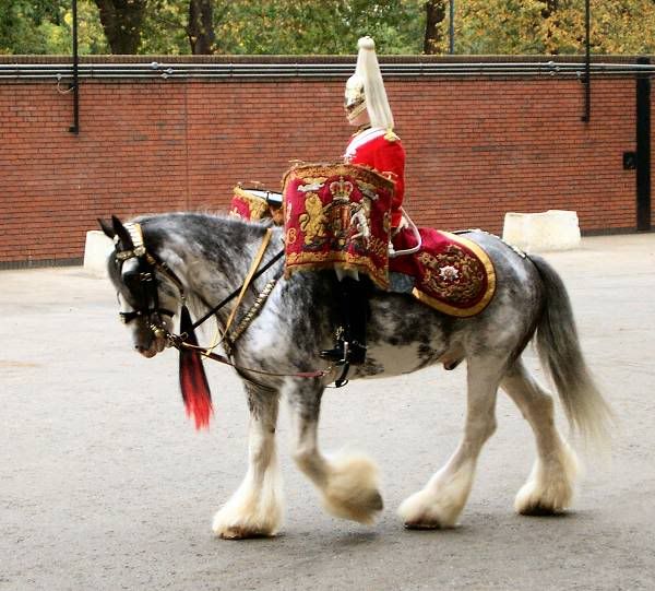 Household Cavalry London, England Pictures, Images and Photos