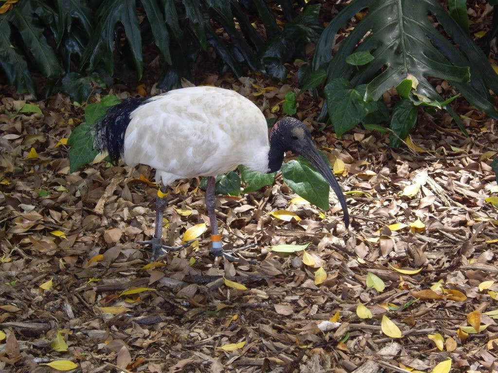 Bird in Hyde Park, Sydney