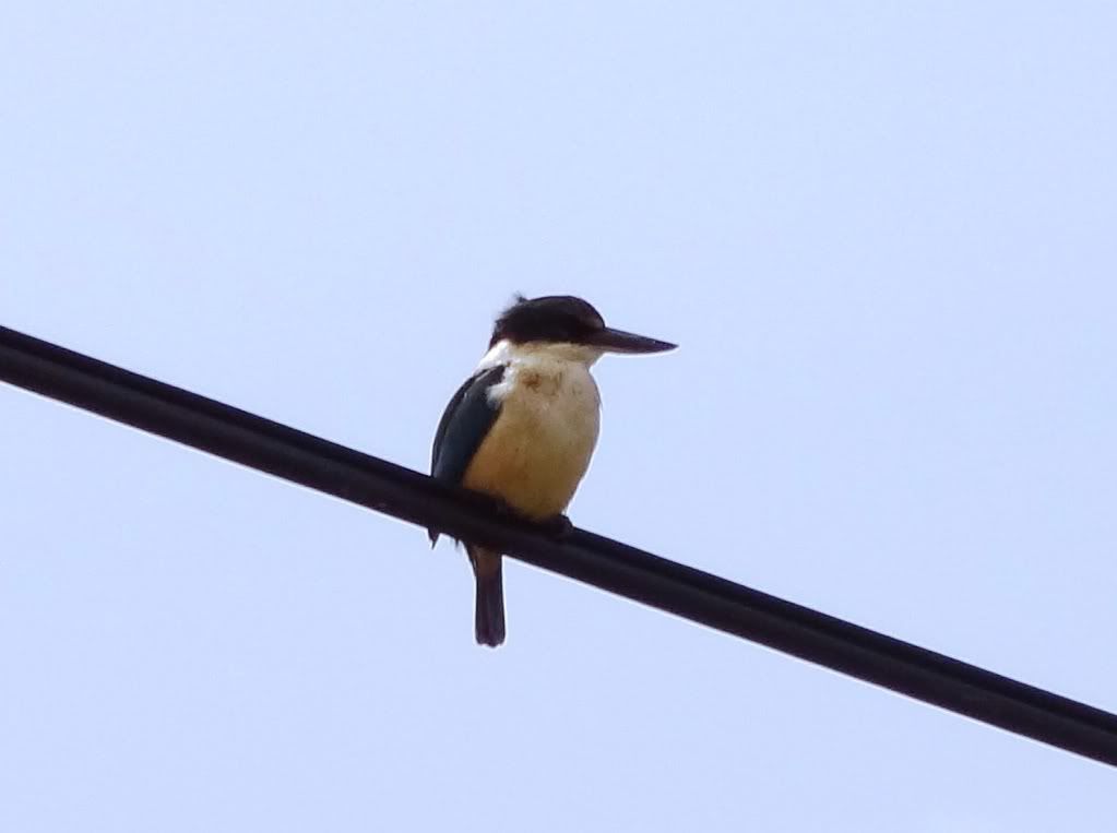 20110923Bird2.jpg