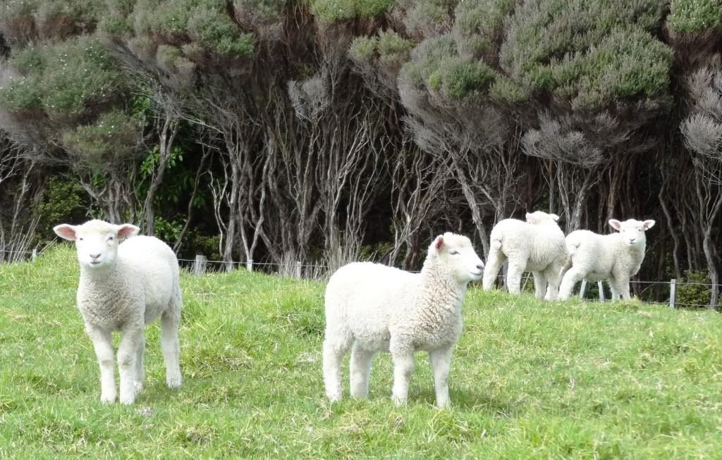 20110923Lambs.jpg