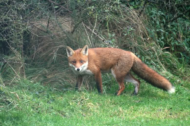 fox3-1.jpg