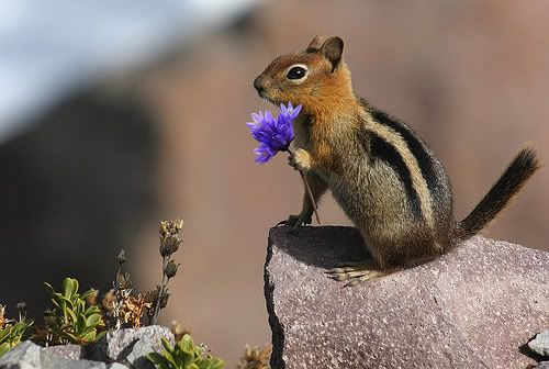 Chipmunk with a purple flower