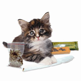 cat rolling joint