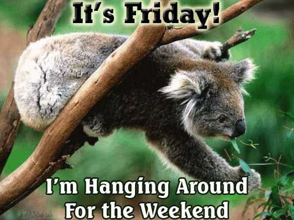 it's friday i'm hanging around for the weekend koala bear