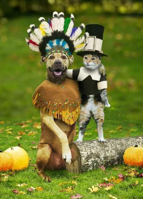 native american dog pilgrim cat