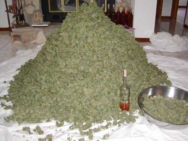 weed pile