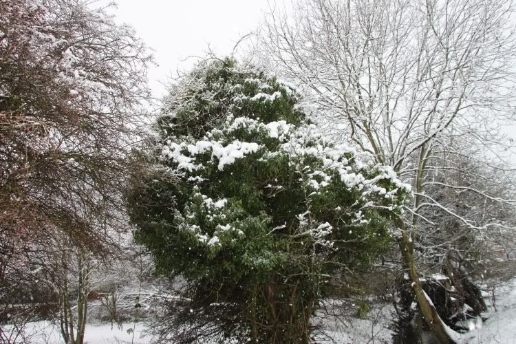 Trees,Snow Day,London