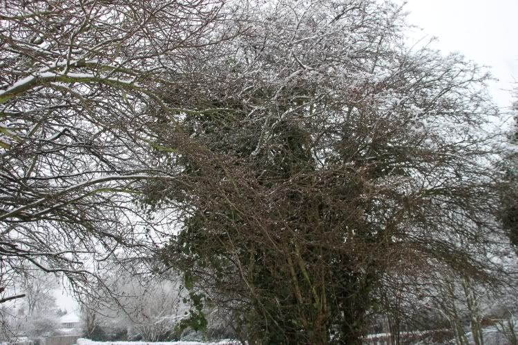 Trees,Snow Day,London