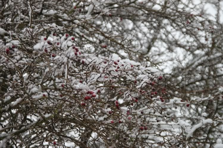 Trees,Snow Day,London