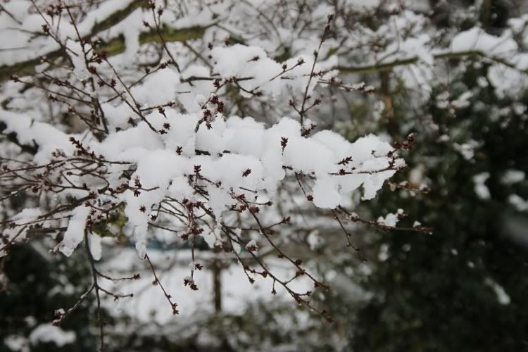 Trees,Snow Day,London