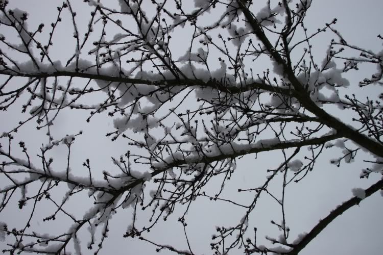 Trees,Snow Day,London