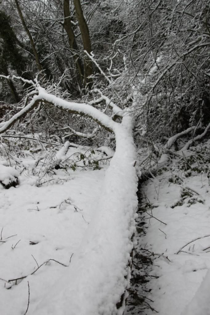 Trees,Snow Day,London