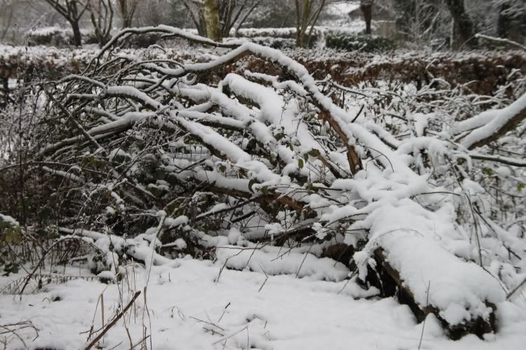 Trees,Snow Day,London