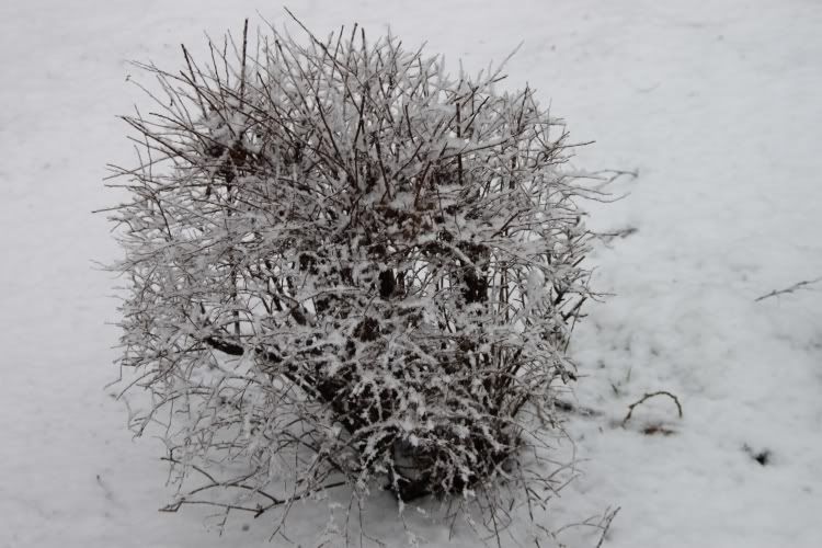 Trees,Snow Day,London