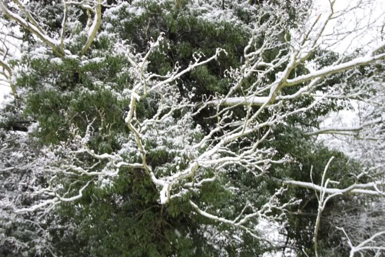 Trees,Snow Day,London