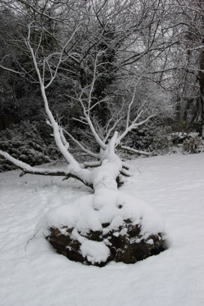 Trees,Snow Day,London