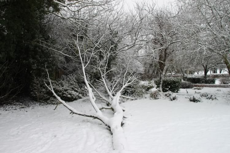 Trees,Snow Day,London