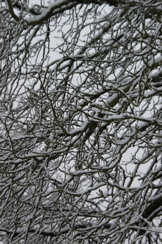 Trees,Snow Day,London