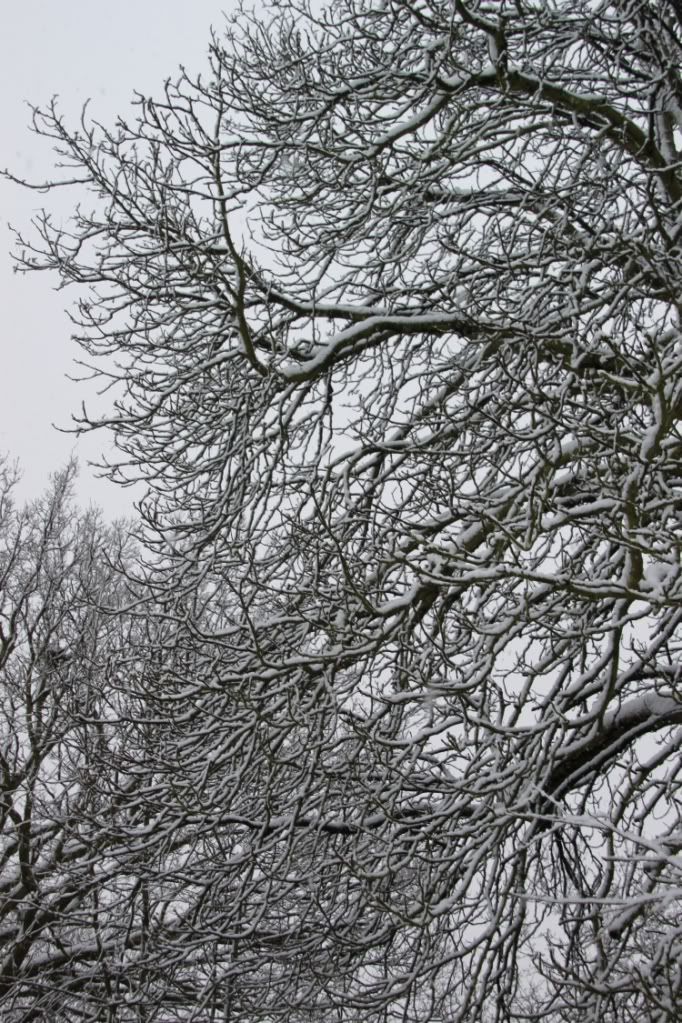 Trees,Snow Day,London