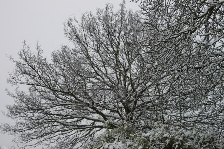 Trees,Snow Day,London