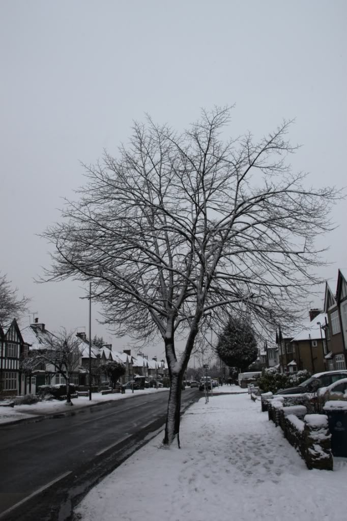 Trees,Snow Day,London