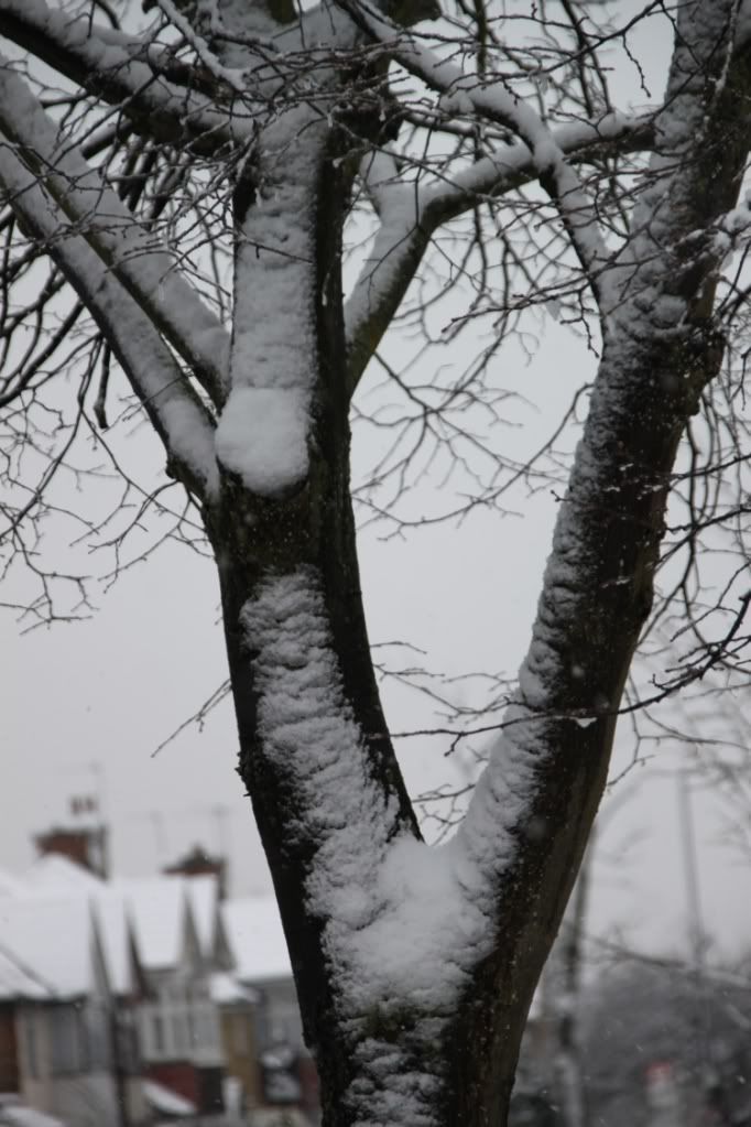 Trees,Snow Day,London