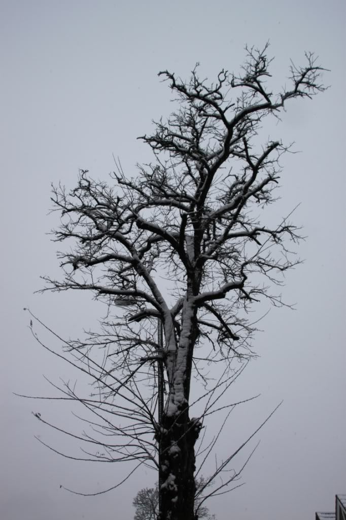 Trees,Snow Day,London