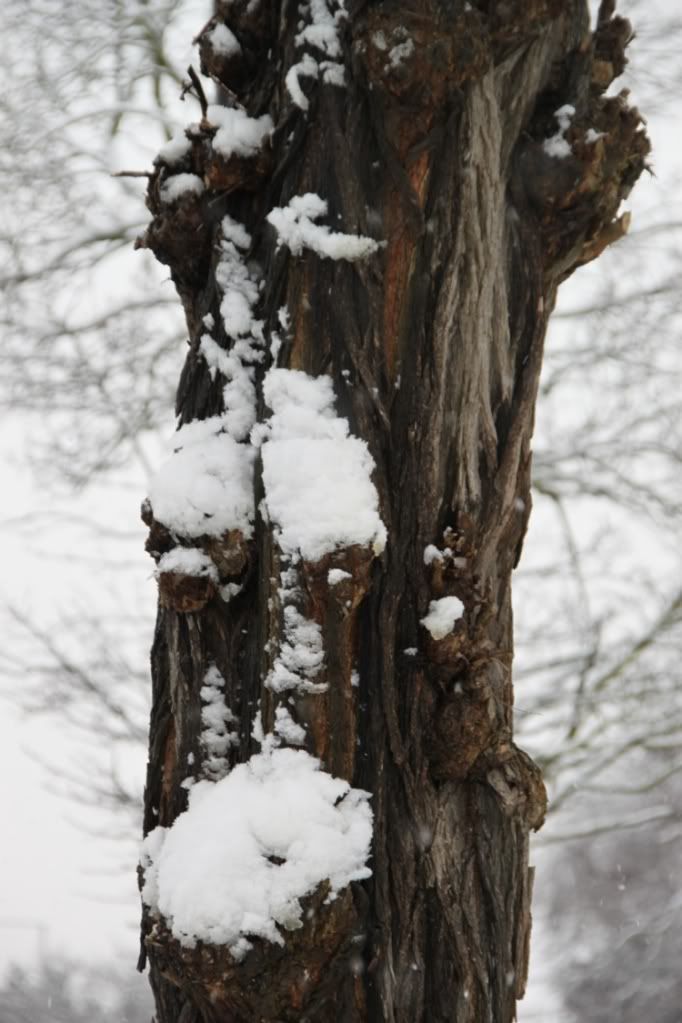 Trees,Snow Day,London