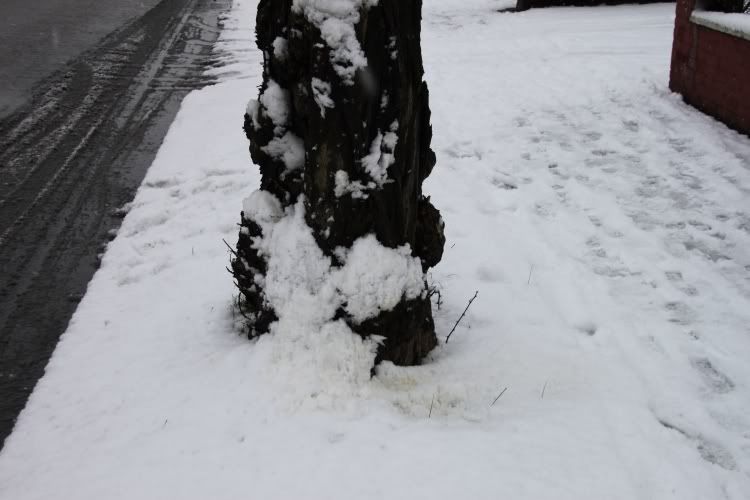 Trees,Snow Day,London