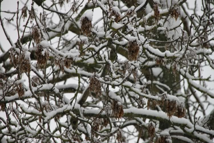 Trees,Snow Day,London