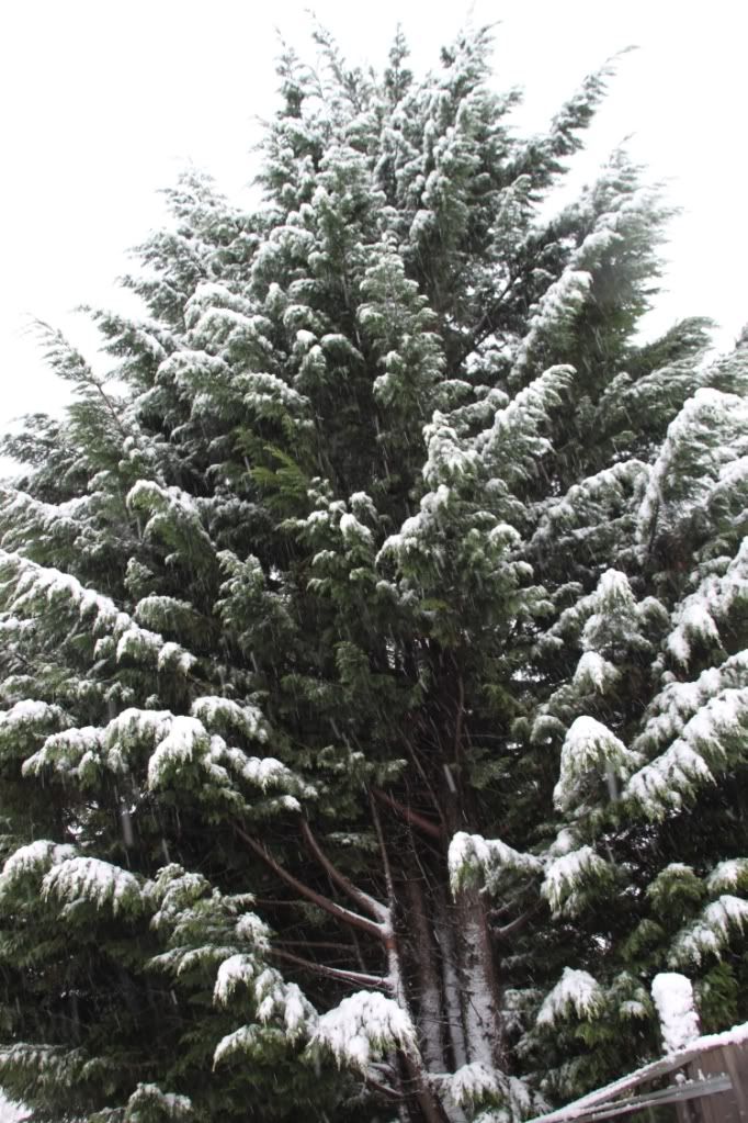 Trees,Snow Day,London