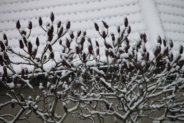 Trees,Snow Day,London