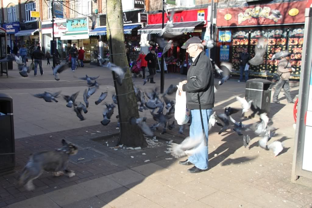 pigeons