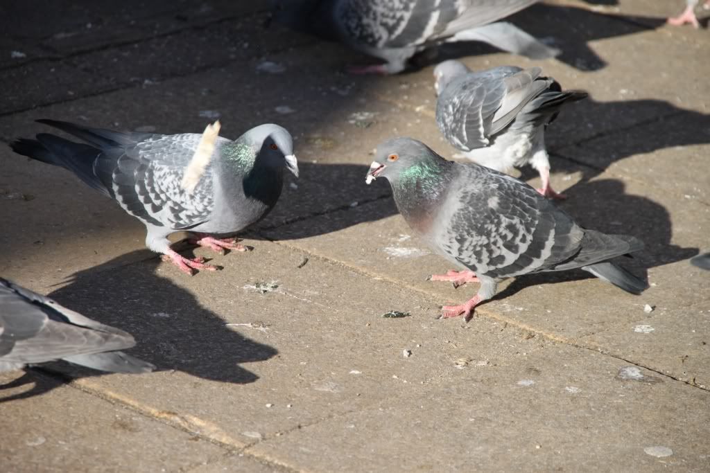 pigeons