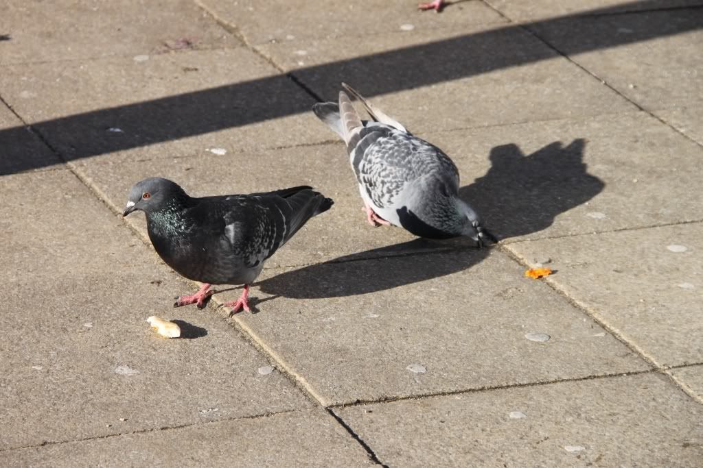 pigeons