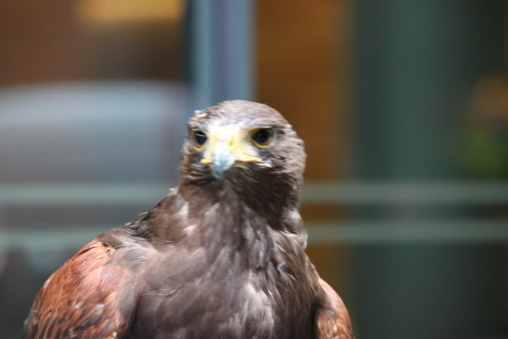 Harris Hawk,London