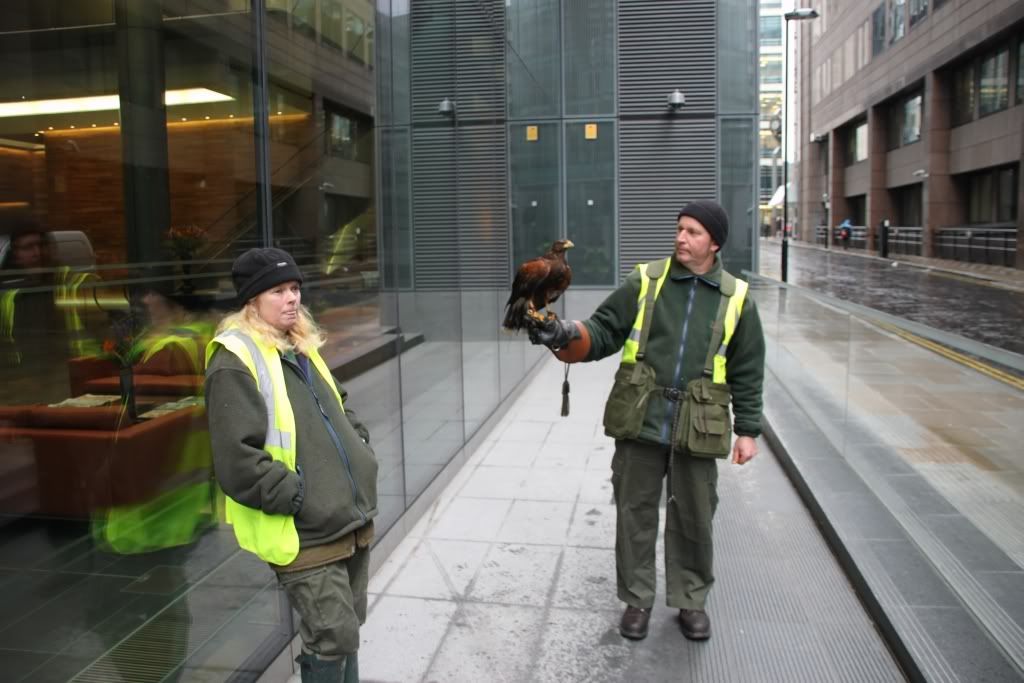 Harris Hawk,London