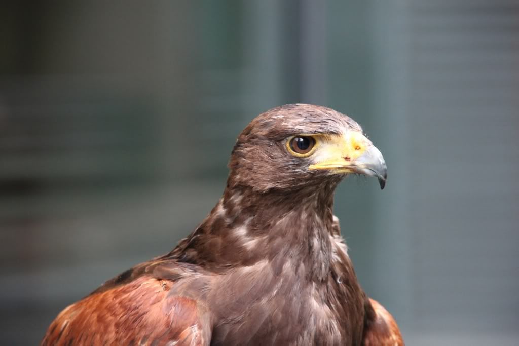 Harris Hawk,London