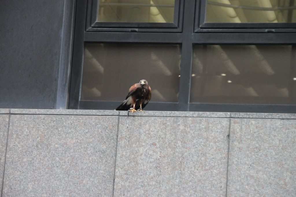 Harris Hawk,London