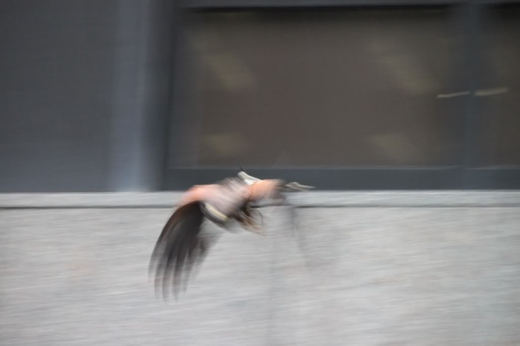 Harris Hawk,London