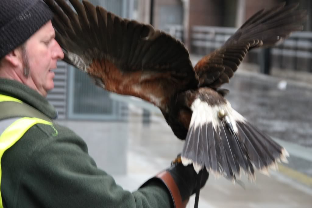 Harris Hawk,London