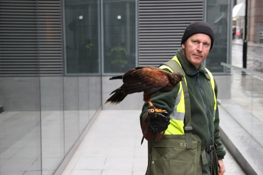 Harris Hawk,London