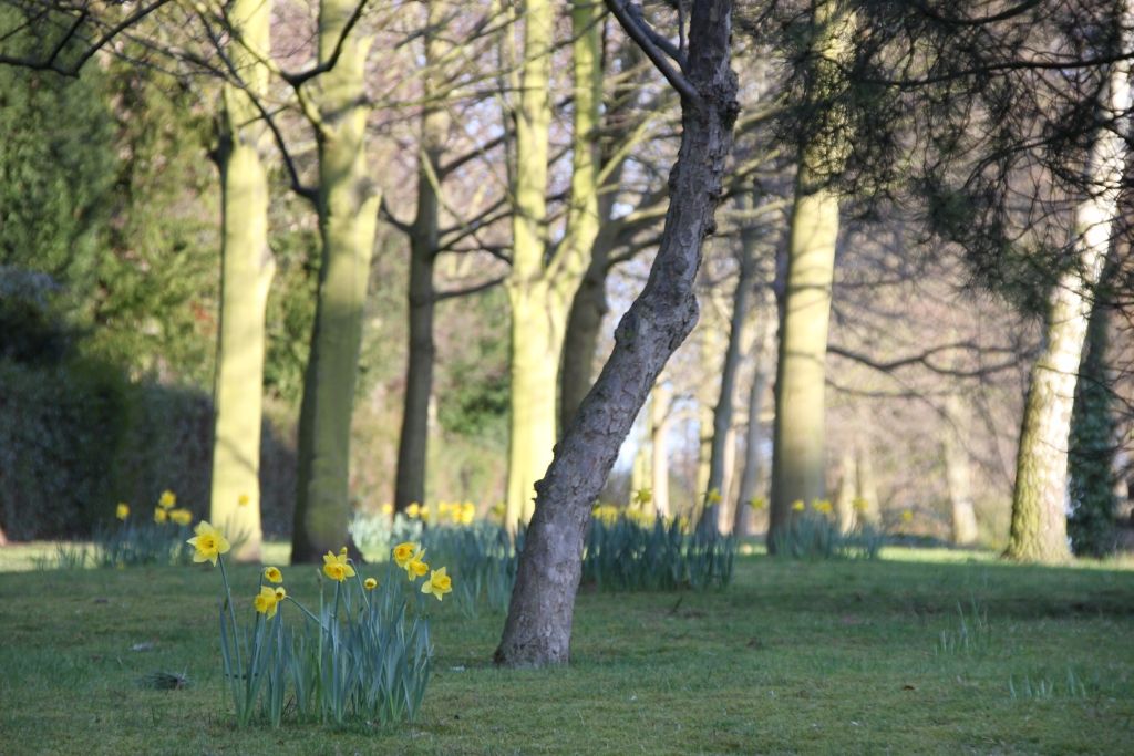 Daffodils,Spring,Leicester